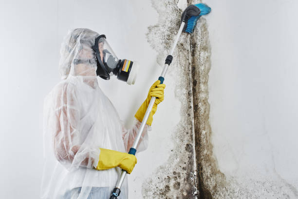 Best Black Mold Removal  in Evans City, PA