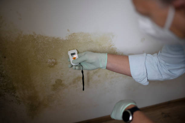 Best Toxic Mold Removal  in Evans City, PA